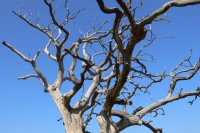 De kruin van een kale boom op Lolland.