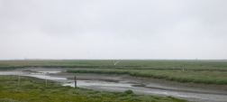 De kwelder van Spiekeroog, westelijk van de haven.