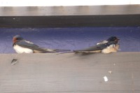 Zwaluwen schuilen onder de luifel van het veerbootgebouw.